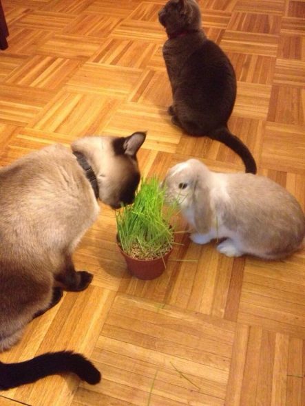 Les lapins peuvent manger de l'herbe à chat