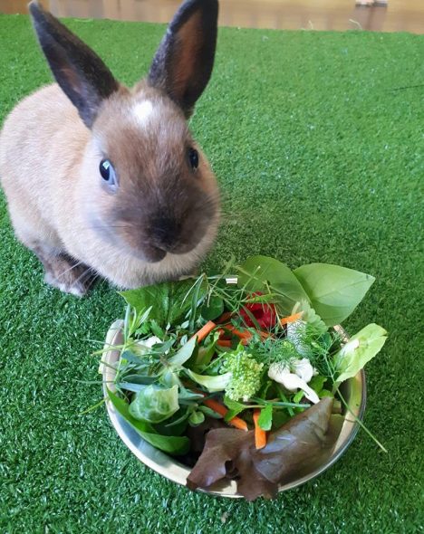 Les légumes et verdures pour le lapin