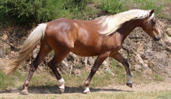 Jeune cheval nommé Doré