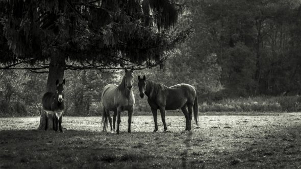 Deux chevaux vivant paisiblement en liberté