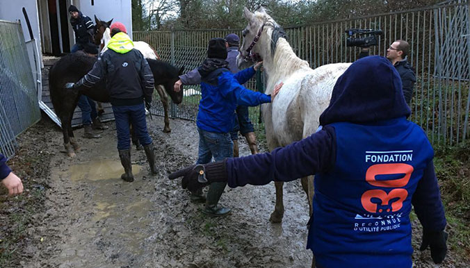 Sauvetage de 106 chevaux abandonnés en Vendée