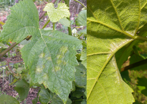 Symptômes de mildiou sur feuilles de vigne