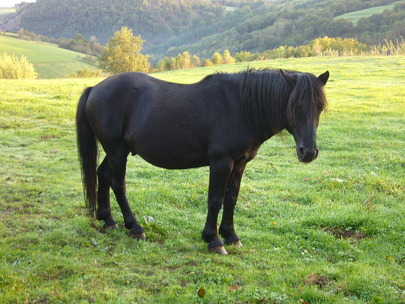 Le pottok, le « petit cheval » basque