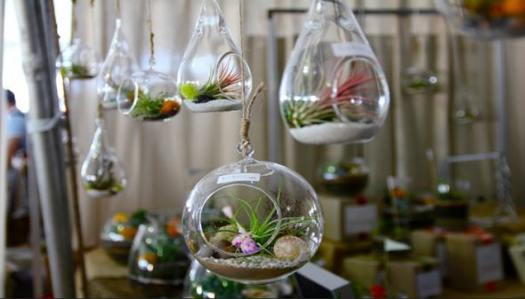 Les terrariums sont de véritables mondes sous verre où la vie est capable de se maintenir et de se développer