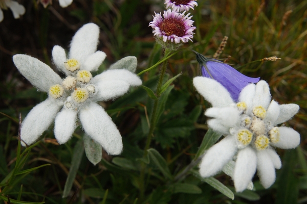 Les Edelweiss font partie des fleurs visibles au Grand Paradis