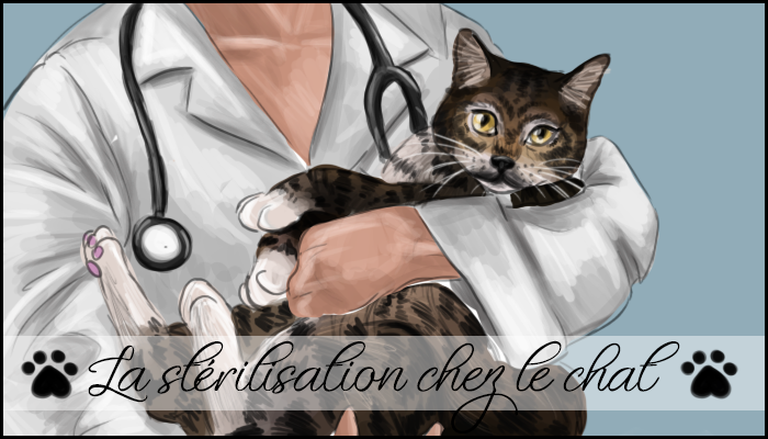 La stérilisation chez le chat