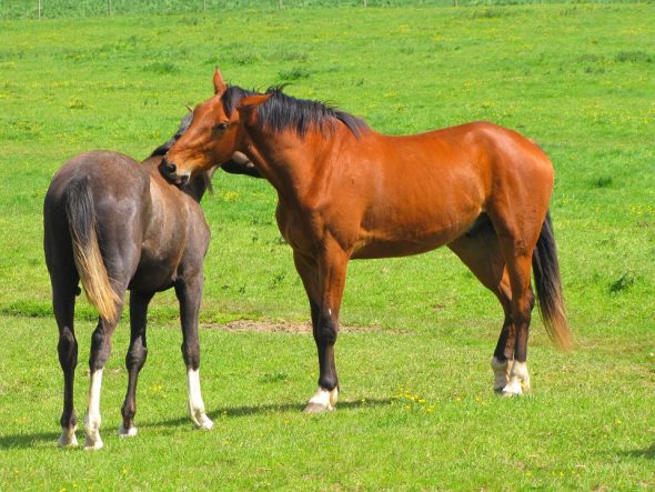 L'écurie active propose aux chevaux des zones de pâturage