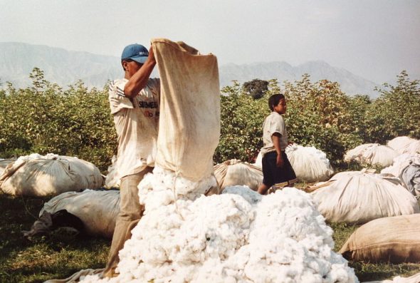 Récolte du coton au Pérou