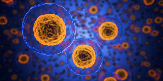 Les cellules pluripotentes induites : une grande avancée scientifique