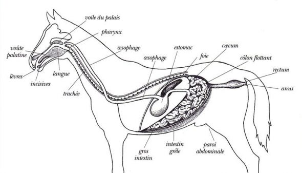 Schéma système digestif du cheval