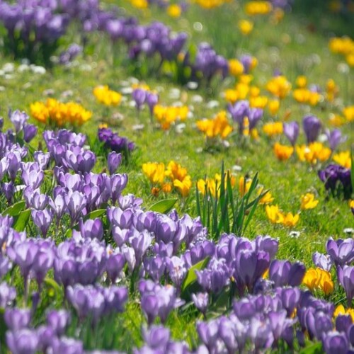 Le printemps est la saison des fleurs et des couleurs