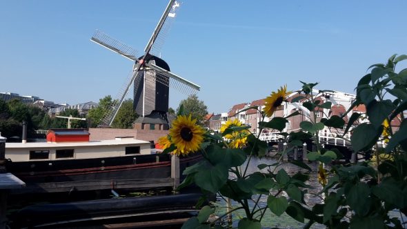 La Dutch touch : moulin hollandais à Leiden aux Pays-Bas