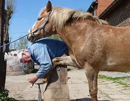 Les métiers du cheval : maréchal-ferrant