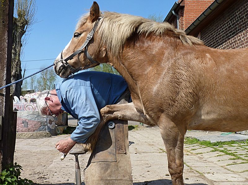 Les métiers du cheval : maréchal-ferrant