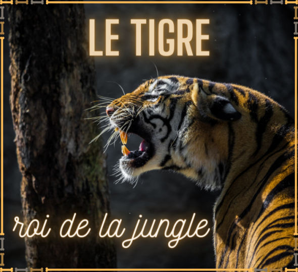 tigre, roi, jungle, article