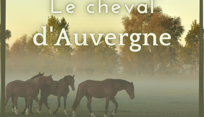 Le cheval d’Auvergne
