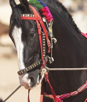 Le Marwari, un cheval aux oreilles recourbées