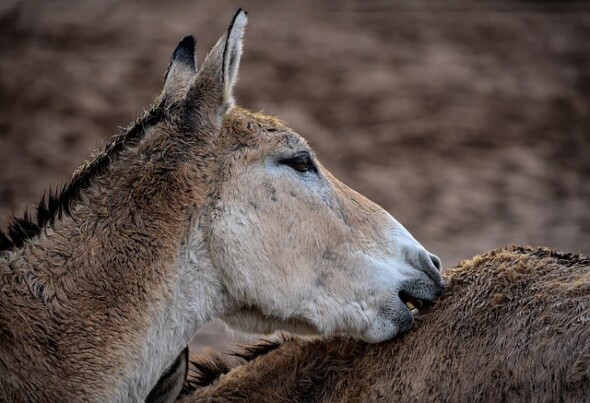 turkmenian kulan, turkmenian wild ass, turkmenistani onager, transcaspian wild ass, onager, kulan, endangered, equine, wild donkey, donkey, wild ass, mammal, animal, wildlife, nature, donkey, donkey, donkey, donkey, donkey