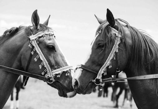 Captivating black and white image of two horses adorned in ornate bridles.
